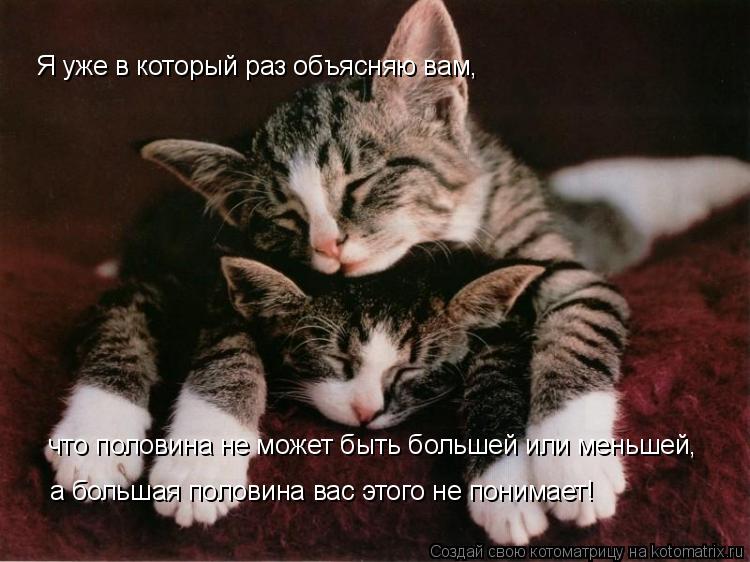 Котоматрица: Я уже в который раз объясняю вам, что половина не может быть большей или меньшей, а большая половина вас этого не понимает!