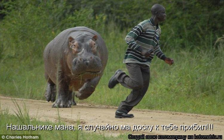 Котоматрица: Нашальнике мана, я случайно ма доску к тебе прибил!!!