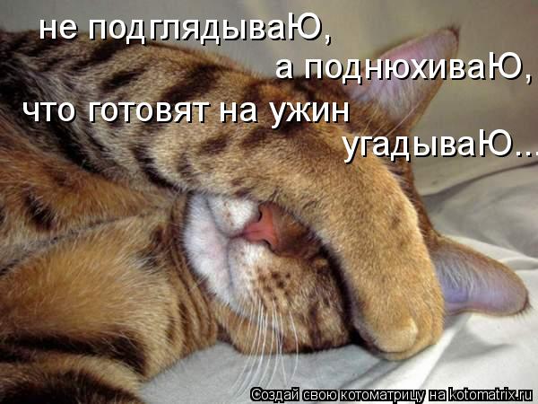 Котоматрица: не подглядываЮ, не подглядываЮ, а поднюхиваЮ, что готовят на ужин  угадываЮ...