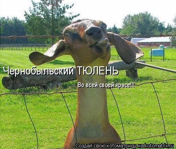 Котоматрица: Чернобыльский ТЮЛЕНЬ Во всей своей красе!!!