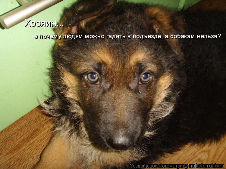 Котоматрица: Хозяин... а почему людям можно гадить в подъезде, а собакам нельзя?