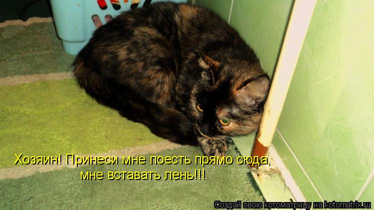 Котоматрица: Хозяин! Принеси мне поесть прямо сюда,  мне вставать лень!!!