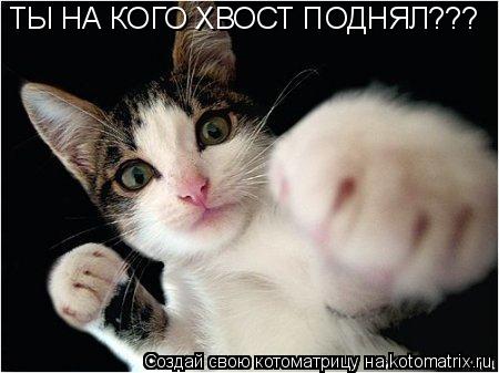 ТЫ НА КОГО ХВОСТ ПОДНЯЛ???... Котоматрица: ТЫ НА КОГО ХВОСТ ПОДНЯЛ???