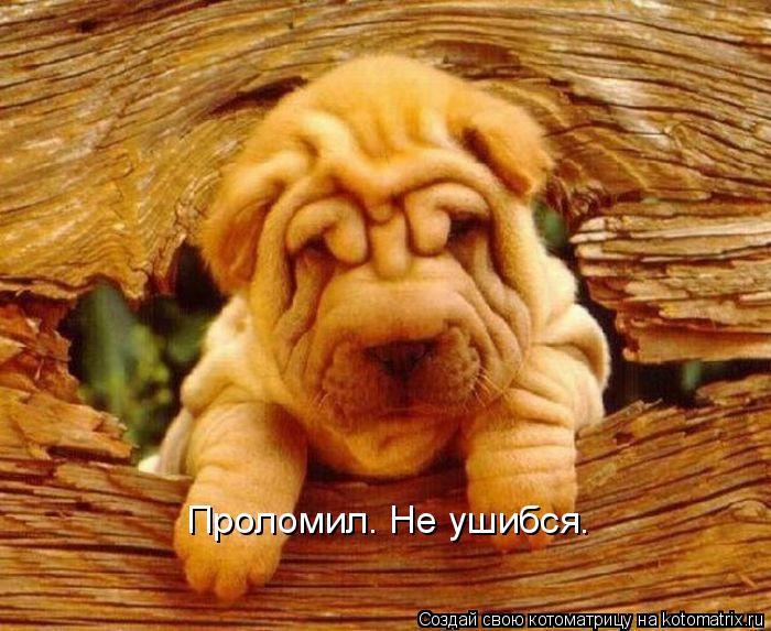 Проломил. Не ушибся.... Котоматрица: Проломил. Не ушибся.