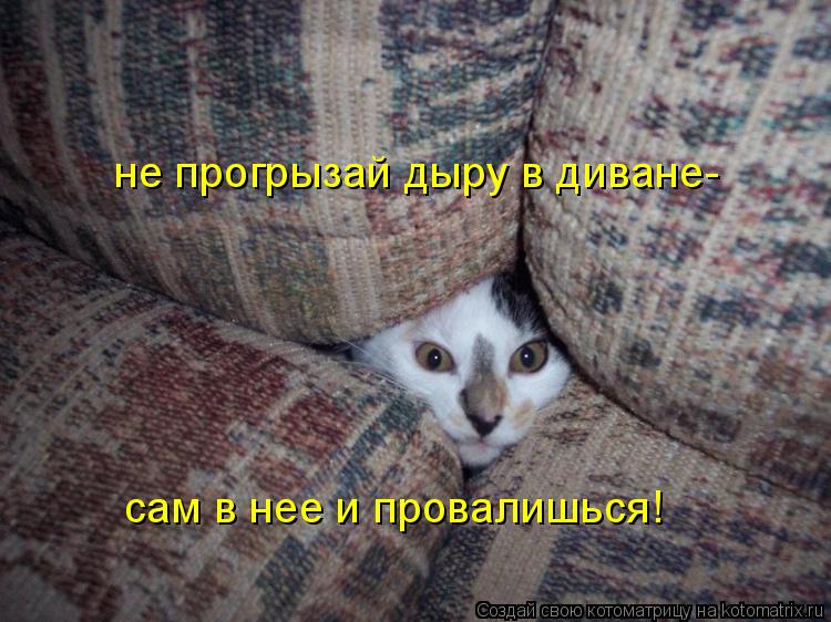 не прогрызай дыру в диване- сам в нее и провалишься!... Котоматрица: не прогрызай дыру в диване- сам в нее и провалишься!
