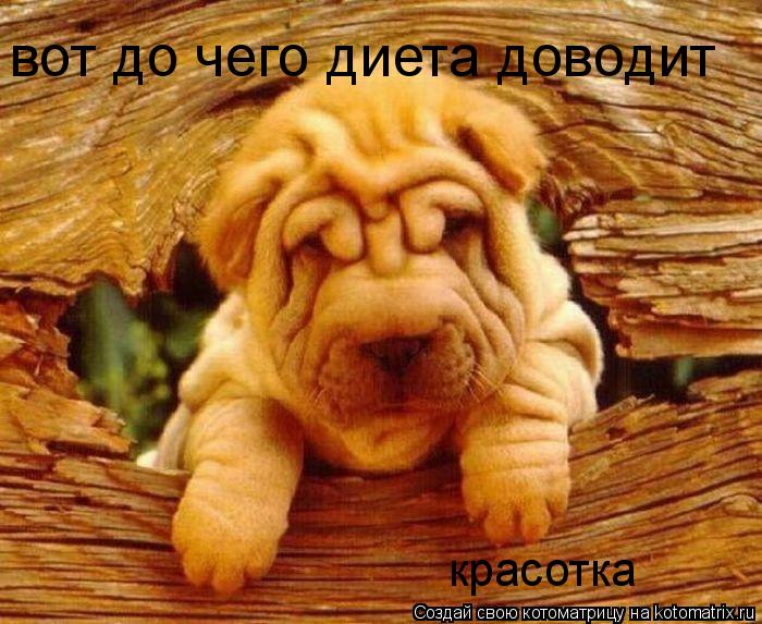 вот до чего диета доводит красотка... Котоматрица: вот до чего диета доводит красотка