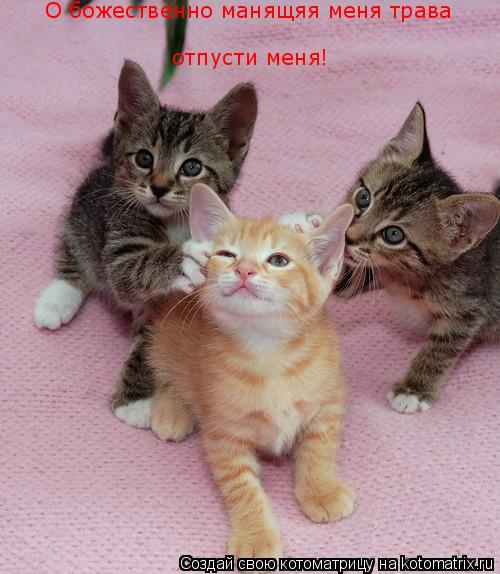 О божественно манящяя меня трава отпусти меня!... Котоматрица: О божественно манящяя меня трава отпусти меня!