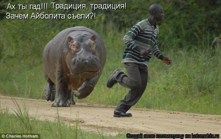 Ах ты гад!!! Традиция, традиция! Зачем Айболита съели?!... Котоматрица: Ах ты гад!!! Традиция, традиция! Зачем Айболита съели?!