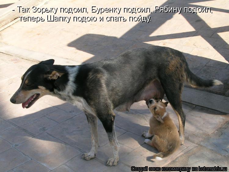 - Так Зорьку подоил, Буренку подоил, Рябину подоил, теперь Шапку подою и спать пойду.... Котоматрица: - Так Зорьку подоил, Буренку подоил, Рябину подоил, теперь Шапку подою и спать пойду.
