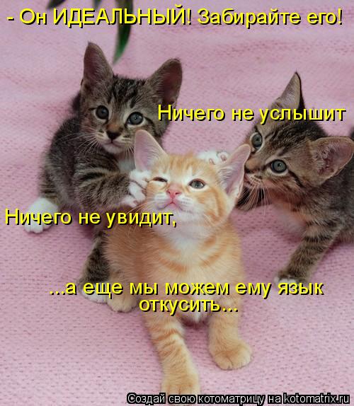- Он ИДЕАЛЬНЫЙ! Забирайте его! Ничего не увидит, Ничего не услышит ...а еще мы можем ему язык откус... Котоматрица: - Он ИДЕАЛЬНЫЙ! Забирайте его! Ничего не увидит, Ничего не услышит ...а еще мы можем ему язык откусить...