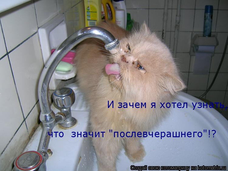 И зачем я хотел узнать,что значит "после вчерашнего"? что значит "послевчерашнего"!?... Котоматрица: И зачем я хотел узнать,что значит "после вчерашнего"? что значит "послевчерашнего"!?