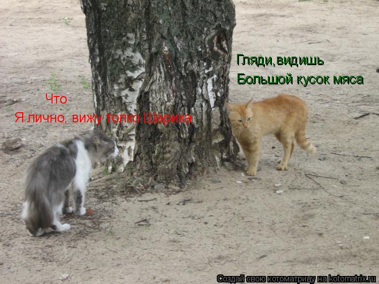 Гляди,видишь Что Большой кусок мяса Я лично, вижу толко Шарика... Котоматрица: Гляди,видишь Что Большой кусок мяса Я лично, вижу толко Шарика