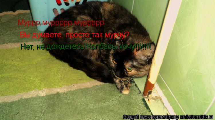 Муррр,муррррр,муррррр Вы думаете, просто так мурчу? Нет, не дождетесь!Колбасы хочу!!!!!!!... Котоматрица: Муррр,муррррр,муррррр Вы думаете, просто так мурчу? Нет, не дождетесь!Колбасы хочу!!!!!!!