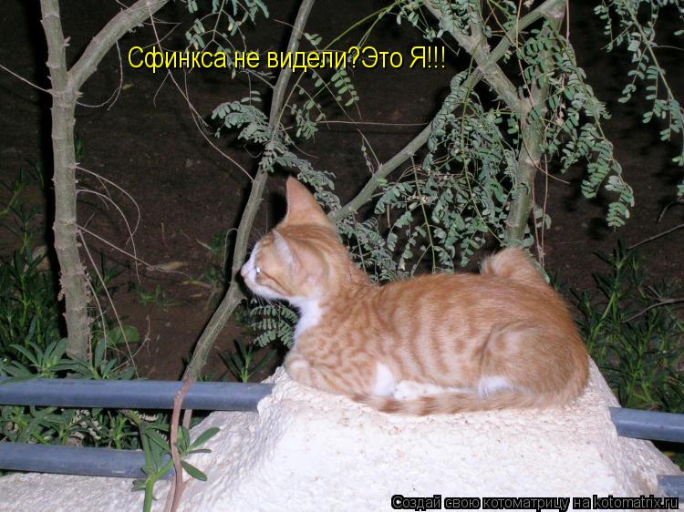 Сфинкса не видели?Это Я!!!... Котоматрица: Сфинкса не видели?Это Я!!!