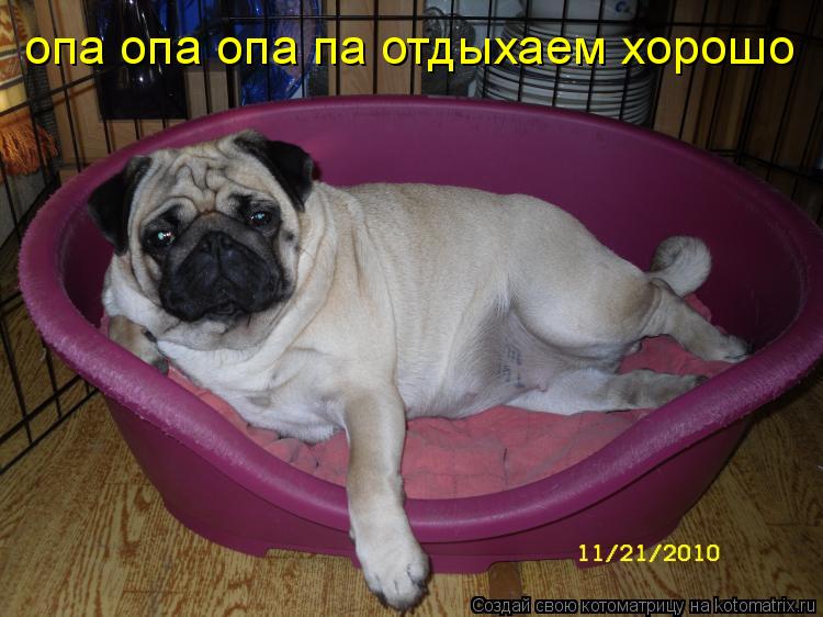 опа опа опа па отдыхаем хорошо... Котоматрица: опа опа опа па отдыхаем хорошо
