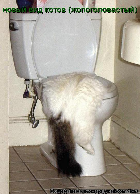новый вид котов (жопоголовастый)... Котоматрица: новый вид котов (жопоголовастый)