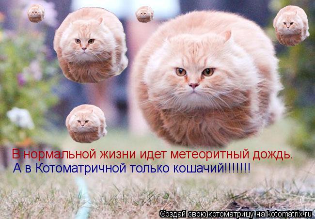 В нормальной жизни идет метеоритный дождь. А в Котоматричной только кошачий!!!!!!!... Котоматрица: В нормальной жизни идет метеоритный дождь. А в Котоматричной только кошачий!!!!!!!
