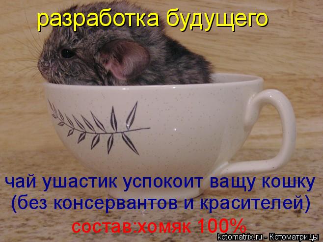 разработка будущего чай ушастик успокоит ващу кошку (без консервантов и красителей) состав:хомяк 100%... Котоматрица: разработка будущего чай ушастик успокоит ващу кошку (без консервантов и красителей) состав:хомяк 100%