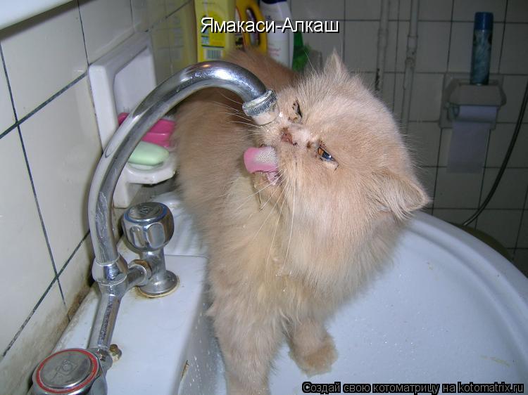 Ямакаси-Алкаш... Котоматрица: Ямакаси-Алкаш