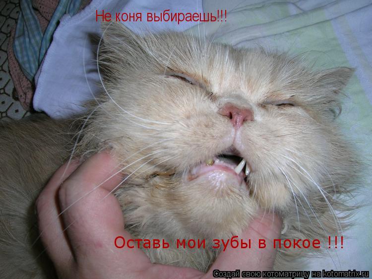 Не коня выбираешь!!! Оставь мои зубы в покое !!!... Котоматрица: Не коня выбираешь!!! Оставь мои зубы в покое !!!