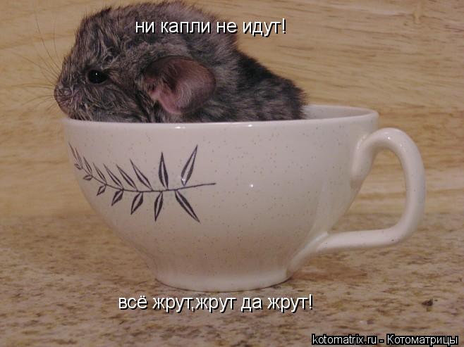 ни капли не идут! всё жрут,жрут да жрут!... Котоматрица: ни капли не идут! всё жрут,жрут да жрут!