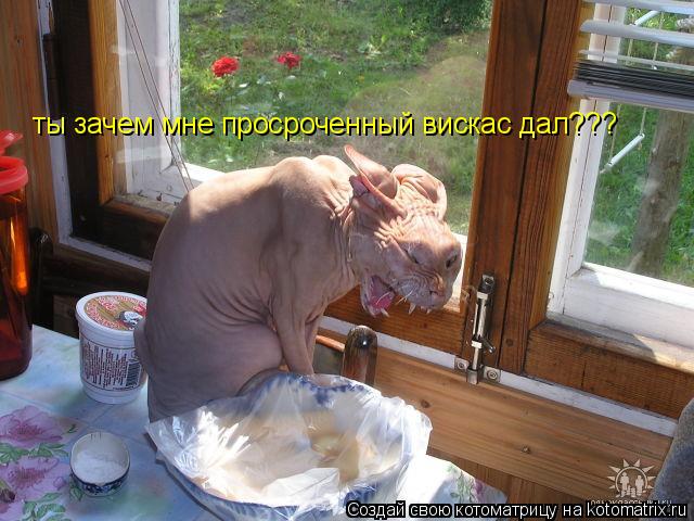 ты зачем мне просроченный вискас дал???... Котоматрица: ты зачем мне просроченный вискас дал???