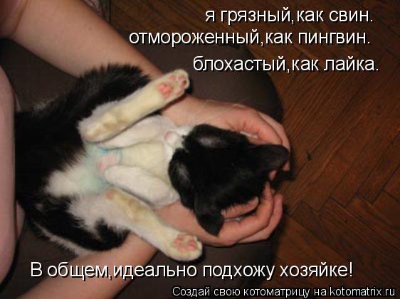 я грязный,как свин. отмороженный,как пингвин. блохастый,как лайка. В общем,идеально подхожу хозяйке!... Котоматрица: я грязный,как свин. отмороженный,как пингвин. блохастый,как лайка. В общем,идеально подхожу хозяйке!