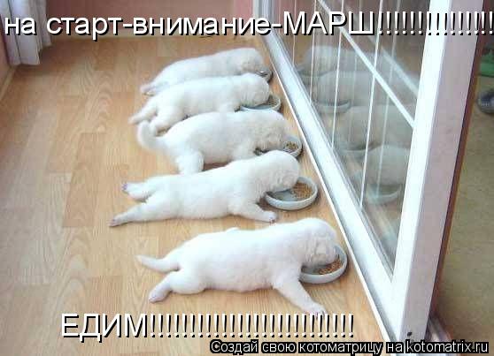 на старт-внимание-МАРШ!!!!!!!!!!!!!!!!!!!! ЕДИМ!!!!!!!!!!!!!!!!!!!!!!!!!!... Котоматрица: на старт-внимание-МАРШ!!!!!!!!!!!!!!!!!!!! ЕДИМ!!!!!!!!!!!!!!!!!!!!!!!!!!