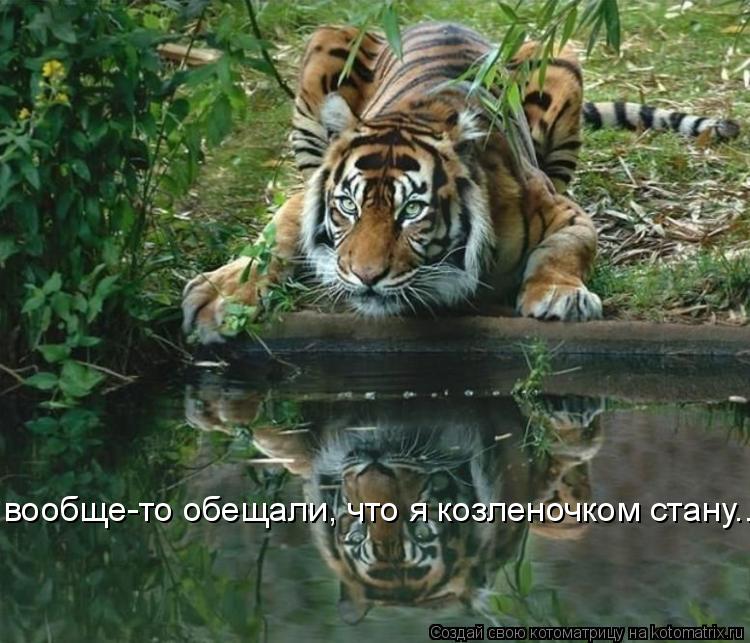 вообще-то обещали, что я козленочком стану...... Котоматрица: вообще-то обещали, что я козленочком стану...