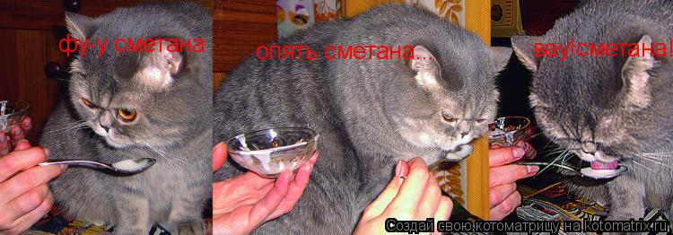 фу-у сметана опять сметана... вау!сметана!... Котоматрица: фу-у сметана опять сметана... вау!сметана!