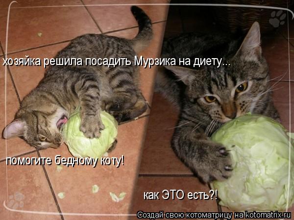 хозяйка решила посадить Мурзика на диету... помогите бедному коту! как ЭТО есть?!... Котоматрица: хозяйка решила посадить Мурзика на диету... помогите бедному коту! как ЭТО есть?!