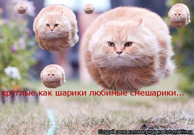 круглые как шарики любимые смешарики...... Котоматрица: круглые как шарики любимые смешарики...