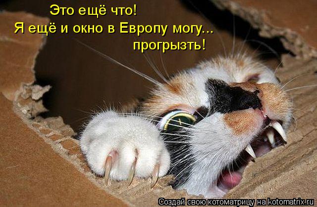 Это ещё что! Я ещё и окно в Европу могу... прогрызть!... Котоматрица: Это ещё что! Я ещё и окно в Европу могу... прогрызть!