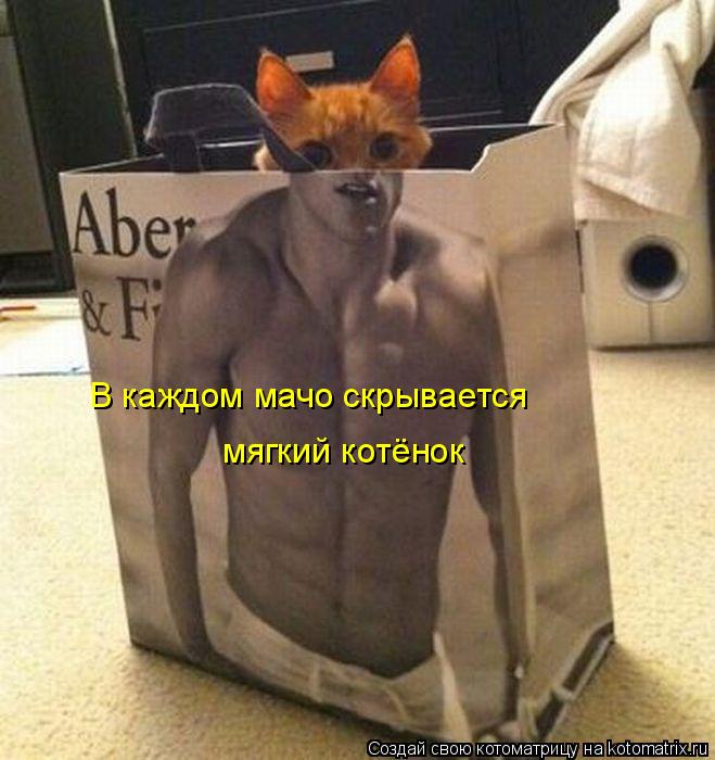 В каждом мачо скрывается мягкий котёнок... Котоматрица: В каждом мачо скрывается мягкий котёнок