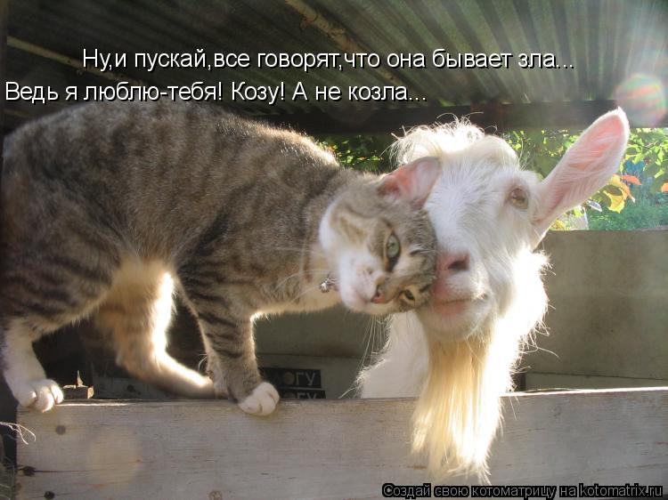 Ну,и пускай,все говорят,что она бывает зла... Ведь я люблю-тебя! Козу! А не козла...... Котоматрица: Ну,и пускай,все говорят,что она бывает зла... Ведь я люблю-тебя! Козу! А не козла...