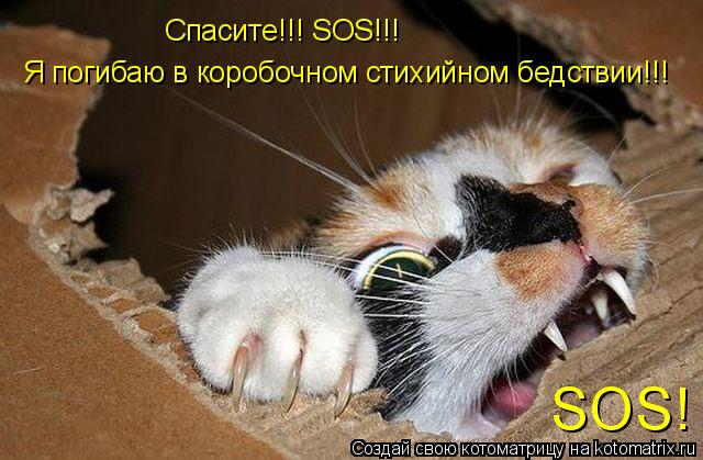 Спасите!!! SOS!!! Я погибаю в коробочном стихийном бедствии!!! SOS!... Котоматрица: Спасите!!! SOS!!! Я погибаю в коробочном стихийном бедствии!!! SOS!
