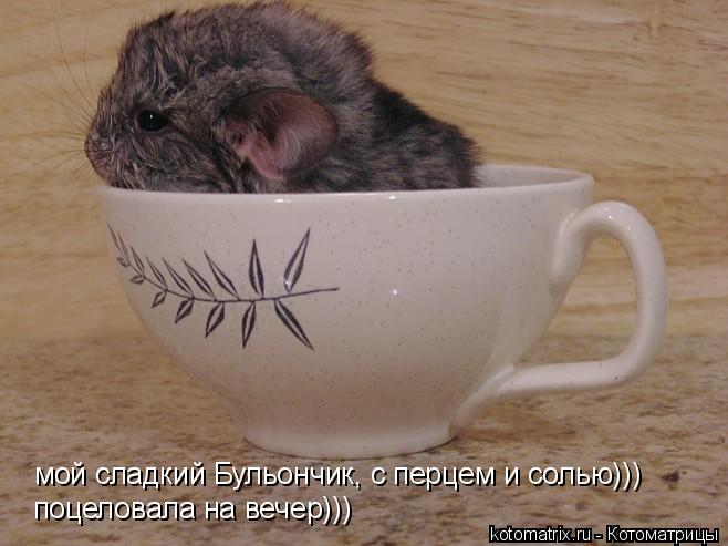 мой сладкий Бульончик, с перцем и солью))) поцеловала на вечер)))... Котоматрица: мой сладкий Бульончик, с перцем и солью))) поцеловала на вечер)))