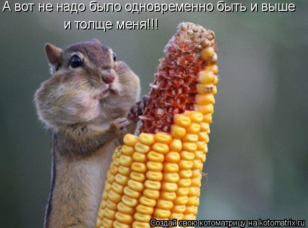 А вот не надо было одновременно быть и выше и толще меня!!!... Котоматрица: А вот не надо было одновременно быть и выше и толще меня!!!