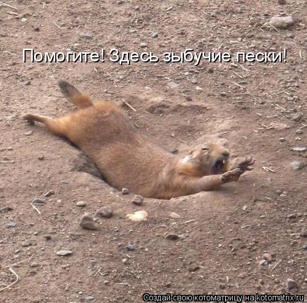 Помогите! Здесь зыбучие пески!... Котоматрица: Помогите! Здесь зыбучие пески!