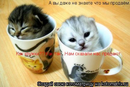 А вы даже не знаете что мы продаём..Как кружки?? Как так...Нам сказали нас продают Как кружки?? Как т... Котоматрица: А вы даже не знаете что мы продаём..Как кружки?? Как так...Нам сказали нас продают Как кружки?? Как так...Нам сказали нас продают