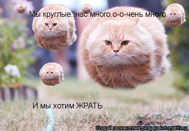 Мы круглые..нас много.о-о-чень много. И мы хотим ЖРАТЬ... Котоматрица: Мы круглые..нас много.о-о-чень много. И мы хотим ЖРАТЬ