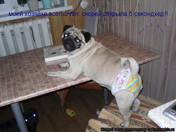 моей хозяйке всего5 лет..скорей открыла б секондхед!!... Котоматрица: моей хозяйке всего5 лет..скорей открыла б секондхед!!