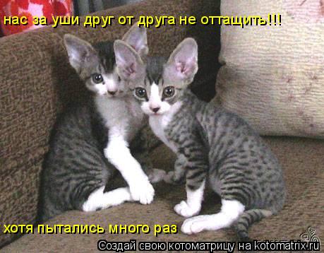 нас за уши друг от друга не оттащить!!! хотя пытались много раз... Котоматрица: нас за уши друг от друга не оттащить!!! хотя пытались много раз