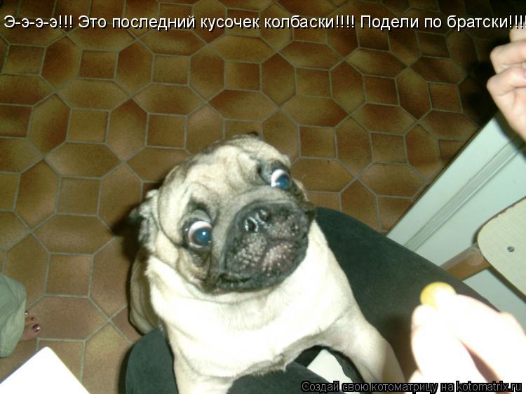 Э-э-э-э!!! Это последний кусочек колбаски!!!! Подели по братски!!!!... Котоматрица: Э-э-э-э!!! Это последний кусочек колбаски!!!! Подели по братски!!!!