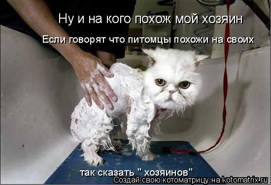 Ну и на кого похож мой хозяин Если говорят что питомцы похожи на своих так сказать " хозяинов"... Котоматрица: Ну и на кого похож мой хозяин Если говорят что питомцы похожи на своих так сказать " хозяинов"