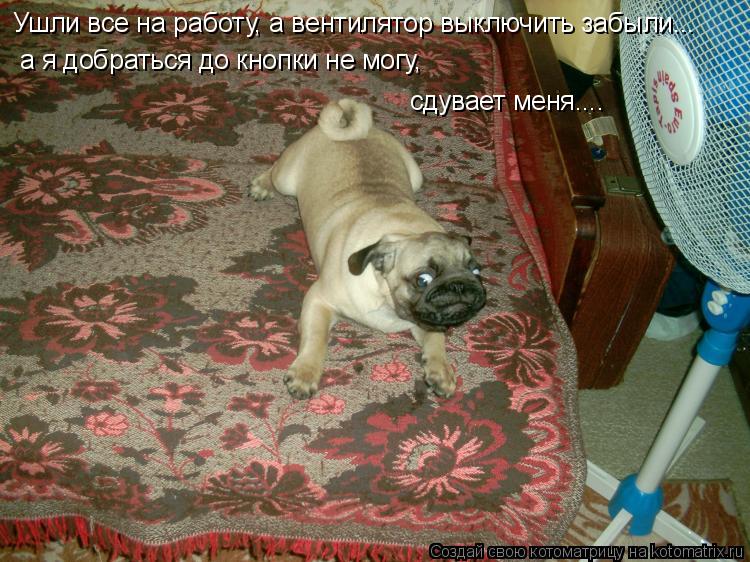 Ушли все на работу, а вентилятор выключить забыли... а я добраться до кнопки не могу, сдувает меня...... Котоматрица: Ушли все на работу, а вентилятор выключить забыли... а я добраться до кнопки не могу, сдувает меня....