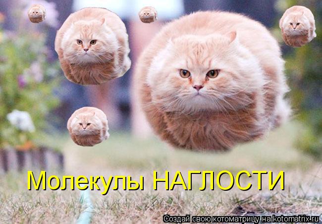 Котоматрица: Молекулы НАГЛОСТИ