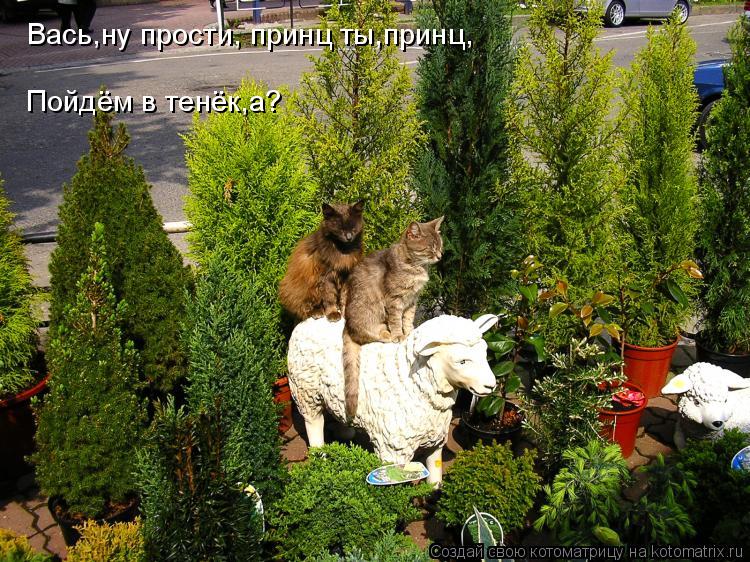 Вась,ну прости, принц ты,принц, Пойдём в тенёк,а?... Котоматрица: Вась,ну прости, принц ты,принц, Пойдём в тенёк,а?