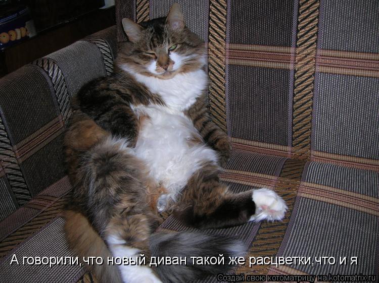 А говорили,что новый диван такой же расцветки,что и я... Котоматрица: А говорили,что новый диван такой же расцветки,что и я