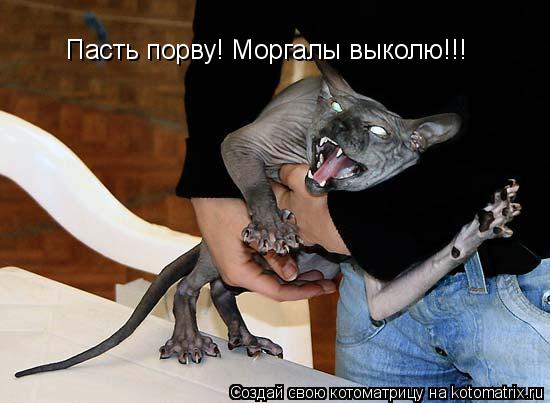 Пасть порву! Моргалы выколю!!!... Котоматрица: Пасть порву! Моргалы выколю!!!